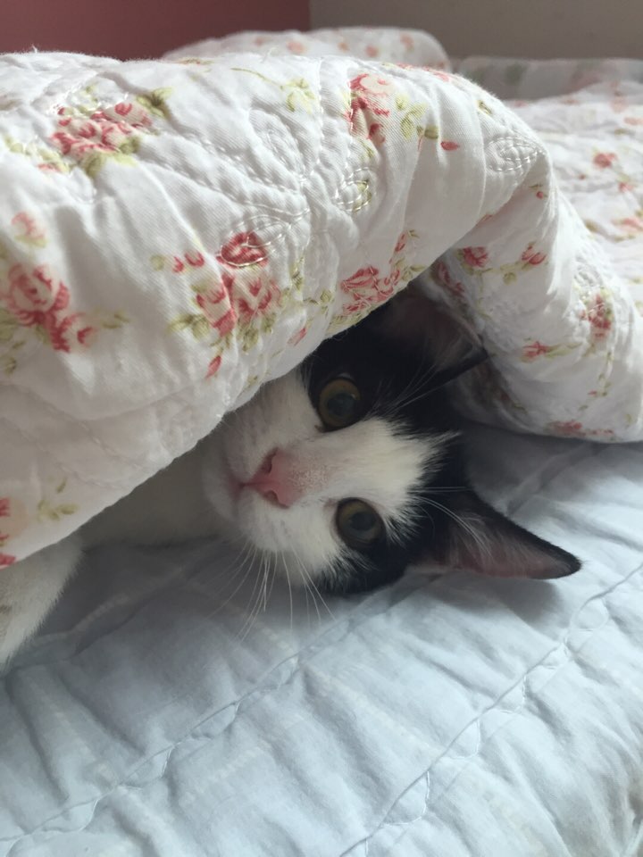 파파